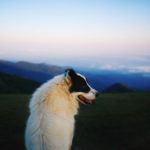 「風」持ち人間の90%は大体こじらせている説〜負け犬人生を脱するには〜