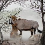 「草食動物的な発想」が蔓延する世の中